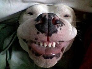 21 фото уморительных собак, показавший свою зубастую улыбку