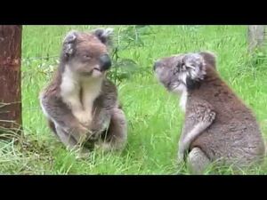 Интересная беседа двух коал