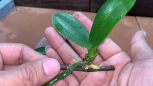 Простой способ размножения орхидеи
