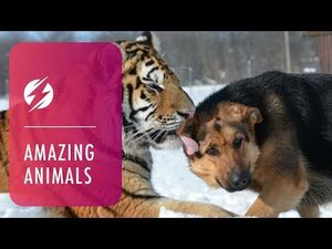 Тигры и собаки — необычные друзья!