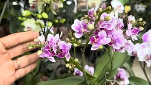 Полезный настой для орхидеи