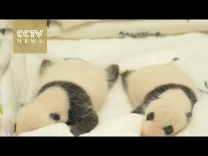 Маленькие панды покорили сердца людей