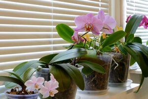 Картофельный отвар для орхидей: отличная подкормка