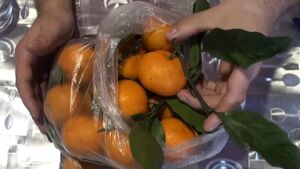 Как вырастить свои мандарины