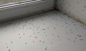 Как сделать средство от насекомых в квартире