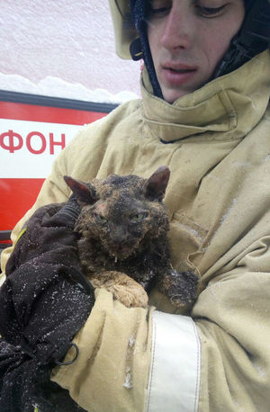 Из под завалов взорванного дома в Воронеже спасли чудом уцелевшую кошку