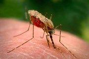 Таиланд предупреждает туристов об опасности заболеть малярией