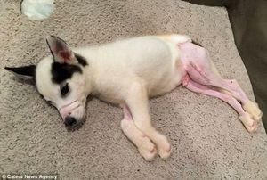 Спасение щенок хаски, найденного с переломанными лапами и заклеенным ртом