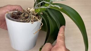 Срочная помощь для орхидеи