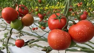 Натуральная подкормка для томатов