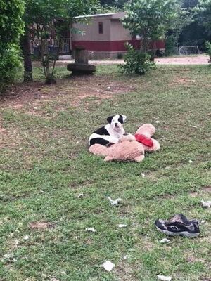 Брошенный пёс обнимал свою любимую игрушку… Он не двигался — и волонтер поняла, что опоздала!