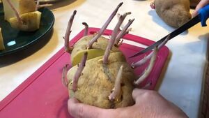 Китайский метод посадки картофеля