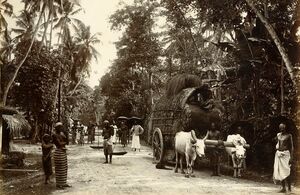 Редкие фотографии из повседневной жизни жителей Шри-Ланки в конце XIX века