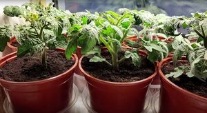 Правила выращивания крепкой рассады томатов