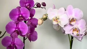 Натуральная подкормка для орхидеи