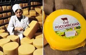 Почему сырье для «Российского» сыра поставляли по подземному молокопроводу