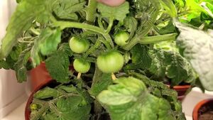 Советы по выращиванию томатов дома