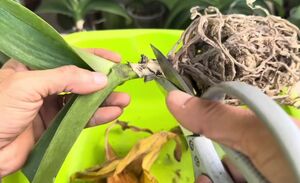 Восстановление орхидеи с помощью скорлупы кокоса