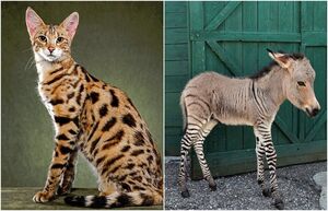 Помесь зебры с осликом и ещё 7 реально существующих примеров гибридов животных