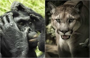 Колоритные фотографии и малоизвестные факты о животных от работника крупнейших в мире зоопарков