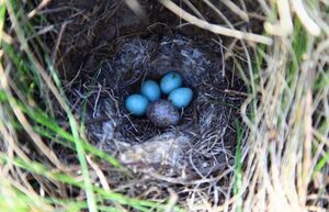 Почему кукушка не высиживает собственные яйца, а подбрасывает их в другие гнезда
