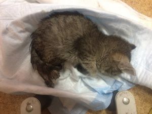 В Новосибирске котенок с замороженными лапами полз по дороге в поисках спасения