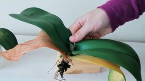 Как оживить орхидею при помощи орхидеи