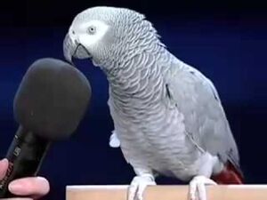 Этого смышленого попугая зовут Эйнштейн!