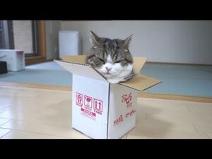 Любимые коробочки котов. Вот только как в них влезть?..