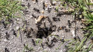 Народный способ борьбы с муравьями