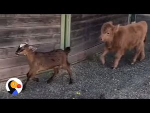 Трогательная дружба спасенного теленка с козочкой