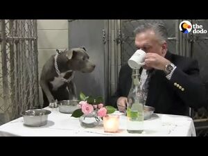 Ветеринар устраивает красивые обеды собачке, чтобы она больше никогда не мучилась от голода и одиночества