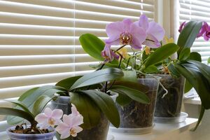 Домашняя подкормка для орхидей: детальная инструкция
