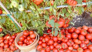 Чем подкормить томаты после высадки в грунт
