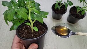 Как вырастить крепкую и коренастую рассаду