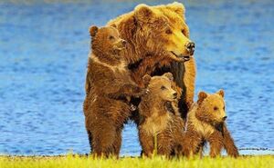 Фото медвежьей семьи, которые выглядят как кадры из мультика