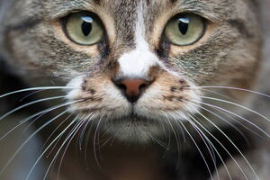 Исследования выявили, что кошки могут узнавать имена друг друга и своих владельцев