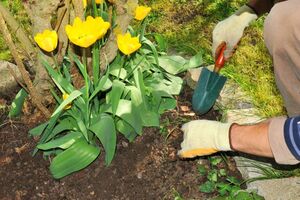 Как защитить тюльпаны от вредителей
