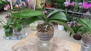Как быстро восстановить увядшую орхидею