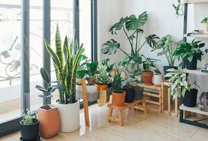 Какие растения защищают дом?