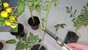 Как повысить урожайность томатов