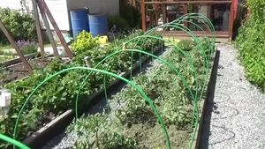 Метод выращивания томатов, который поможет получить урожай в 3 раза больше