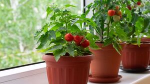 Как вырастить помидоры прямо на балкон