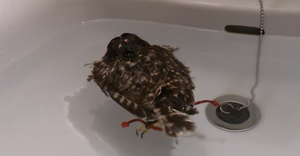 Очаровательная сова больше всего на свете любит принимать ванну!