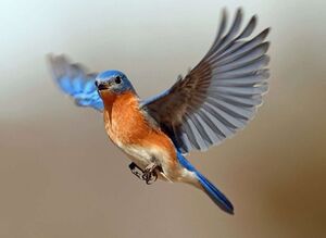 Птицы обладают своего рода квантовым компасом в глазах, более точным и мощным, чем любое GPS-устройство, когда-либо созданное человечеством