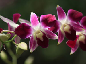 Самые красивые и неприхотливые орхидеи