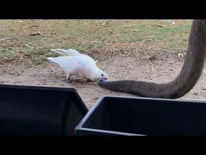 Какаду кусают кенгуру и воруют у них еду!
