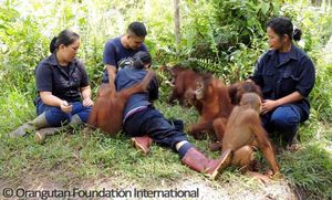 Для спасения орангутанов в Индонезии начнут активно развивать туризм