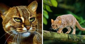 Ржаво-пятнистый кот – самый маленький дикий хищник в мире