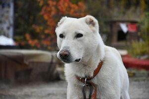 Девушка узнала, что бывший муж бросил их пса, но она жила за 2000 км. И неравнодушные помогли им воссоединиться!